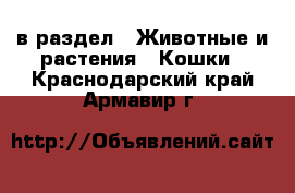  в раздел : Животные и растения » Кошки . Краснодарский край,Армавир г.